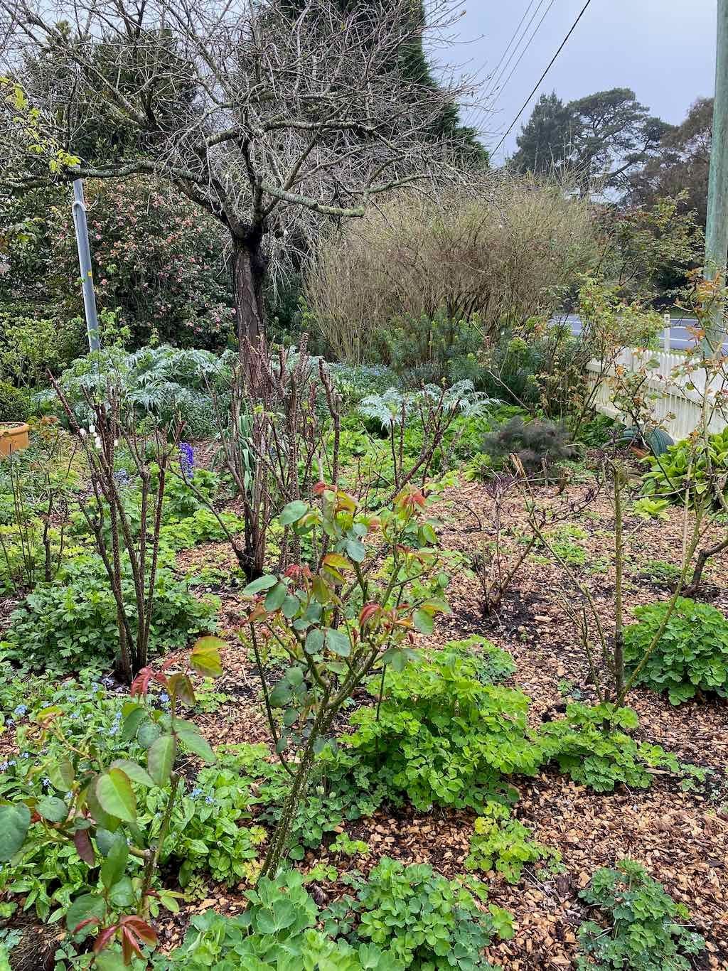 Red Cow Farm Garden Image -632f7eb98709a